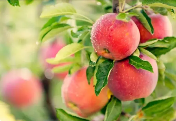 apple-cider-vinegar-powder