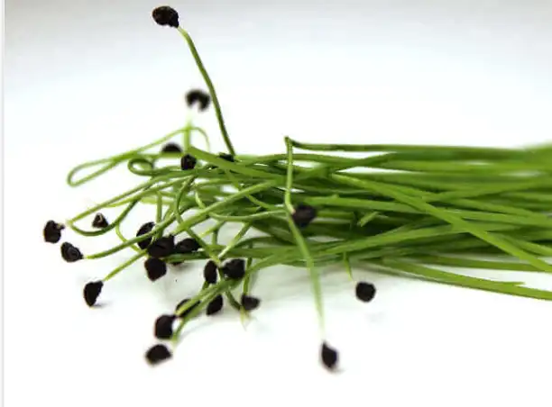 leek-extract leek-extract