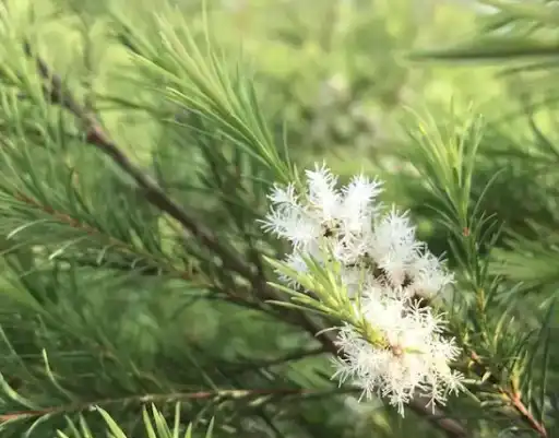 Melaleuca Extract Melaleuca Extract