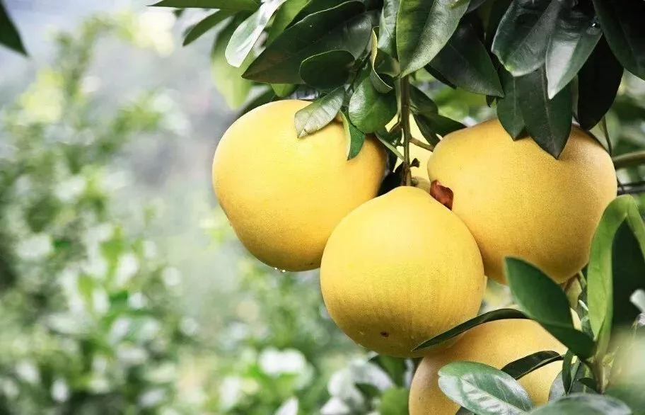Pomelo Extract