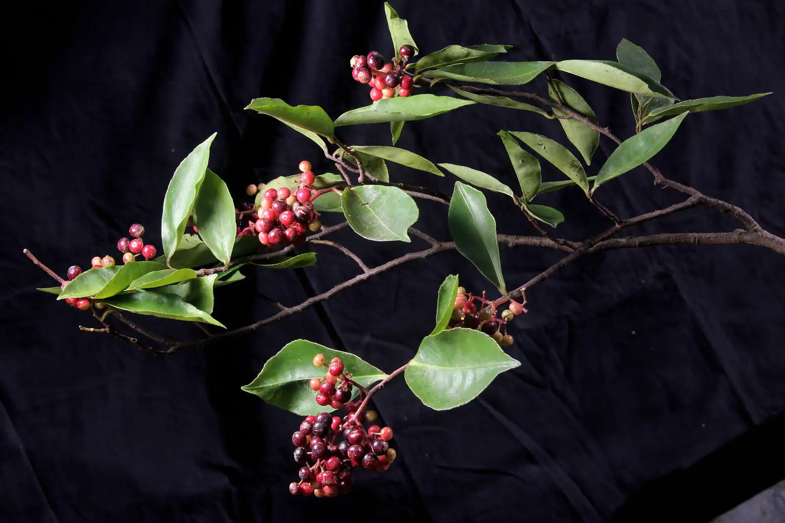 Ardisia Silvestris Extract