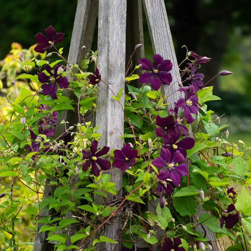 clematis-extract