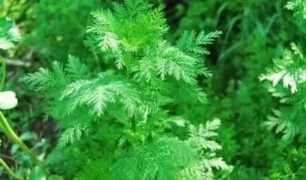artemisinin wellgreen