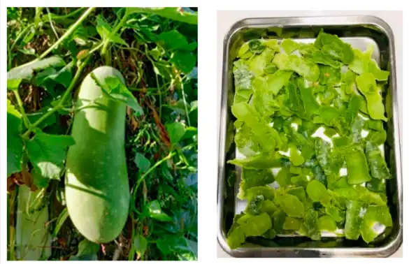 Benincasa Hispida Peel Extract - wellgreen Benincasa Hispida Peel Extract - wellgreen