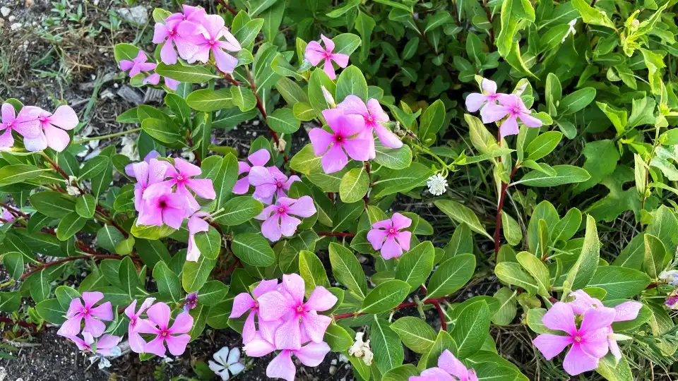catharanthus-roseus-extract