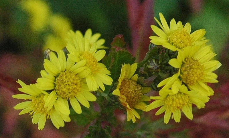 wild-chrysanthemum