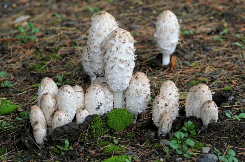 coprinus-comatus-powder