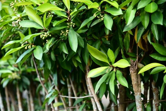 ardisia-silvestris-extract ardisia-silvestris-extract