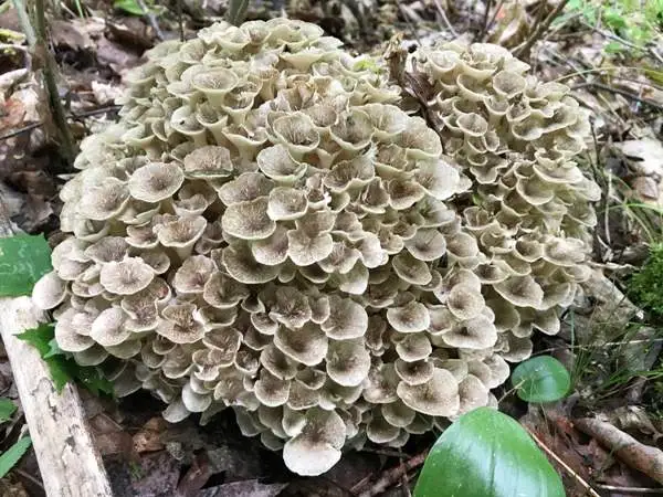 organic-gelatine-powder organic-gelatine-powder