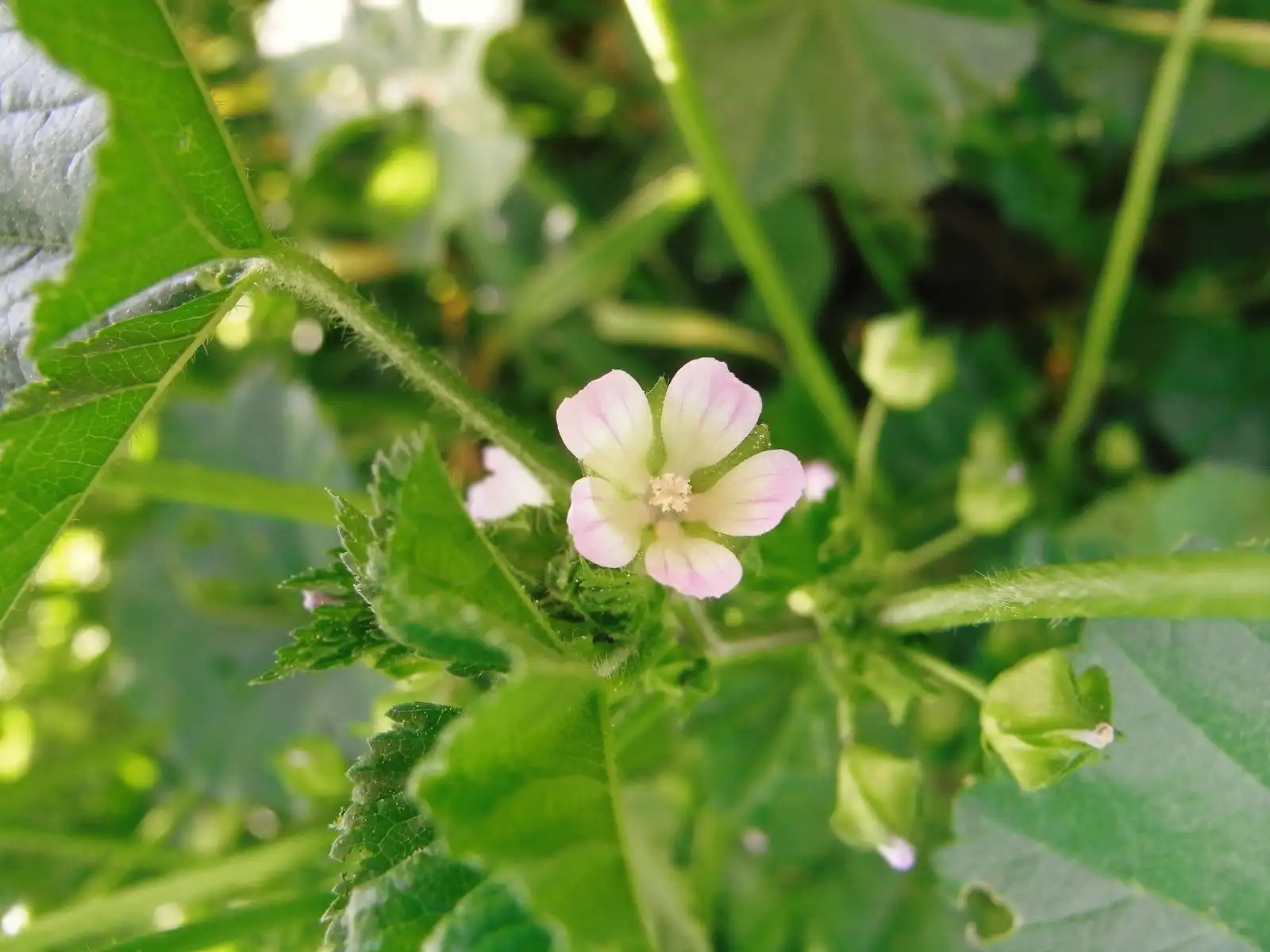 malva-verticillata-extract