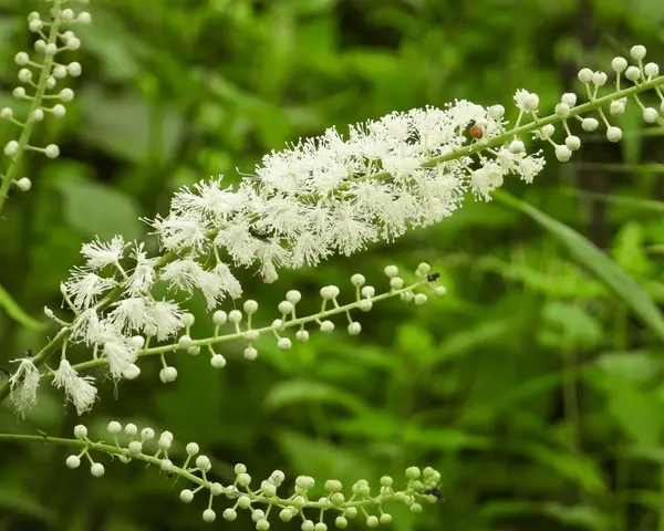 Rhizoma Cimicifugae Extract