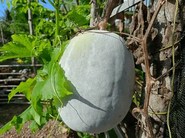 Benincasa Hispida Peel Extract Benincasa Hispida Peel Extract