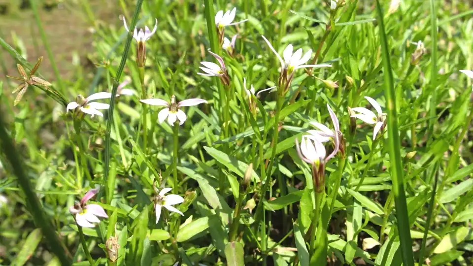 Chinese Lobelia