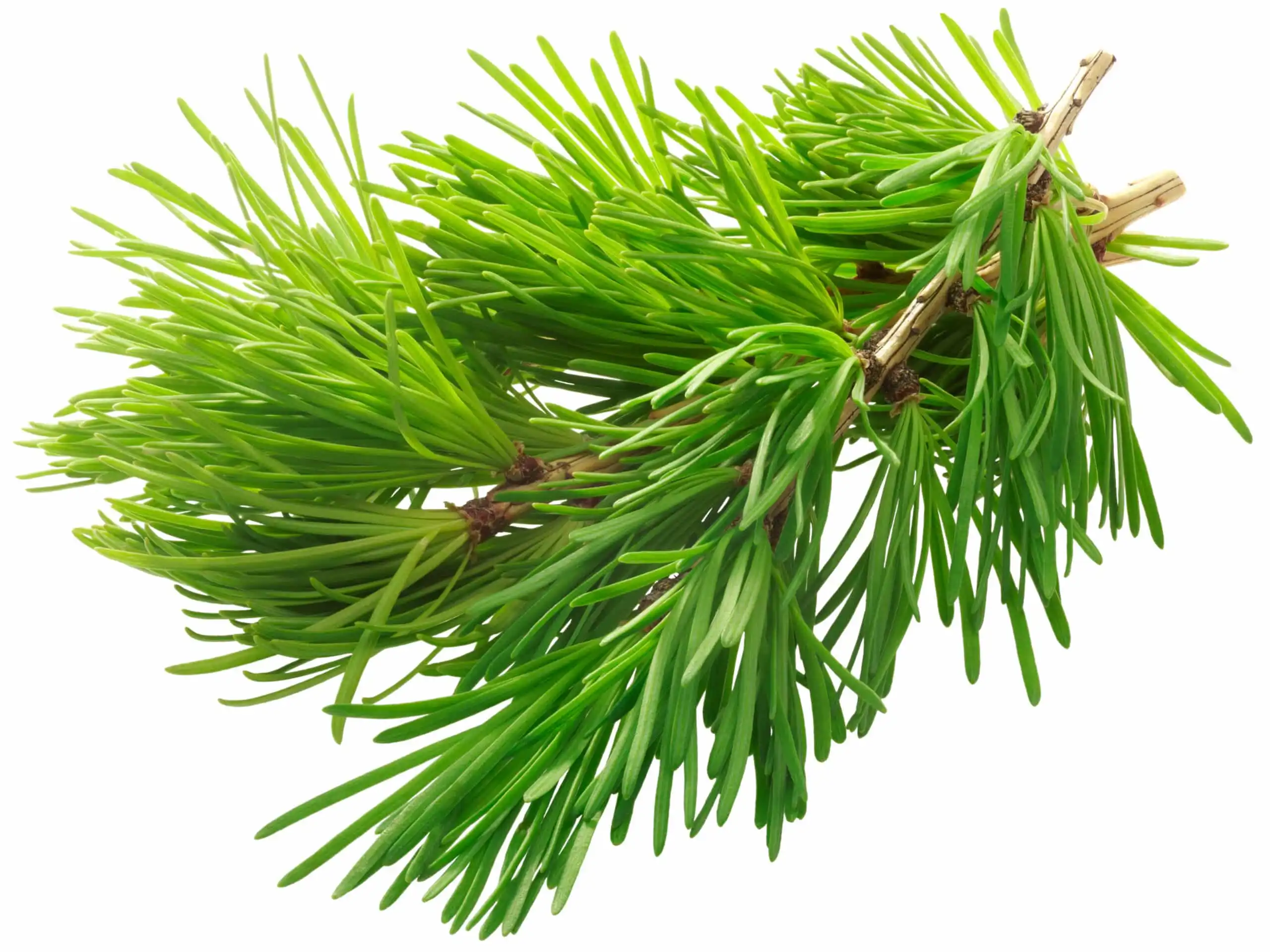 Taxifolin Dihydroquercetin