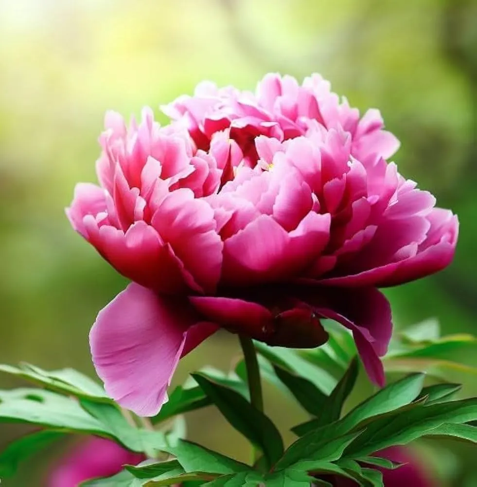 Paeonia Suffruticosa Extract Paeonia Suffruticosa Extract