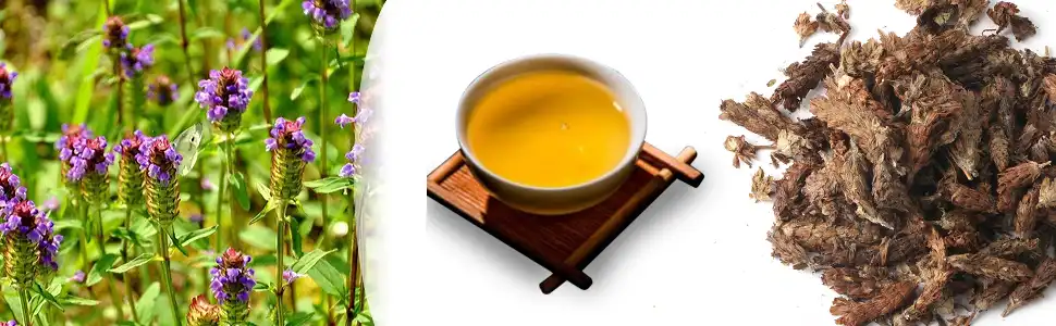 spica-prunellae-extract spica-prunellae-extract