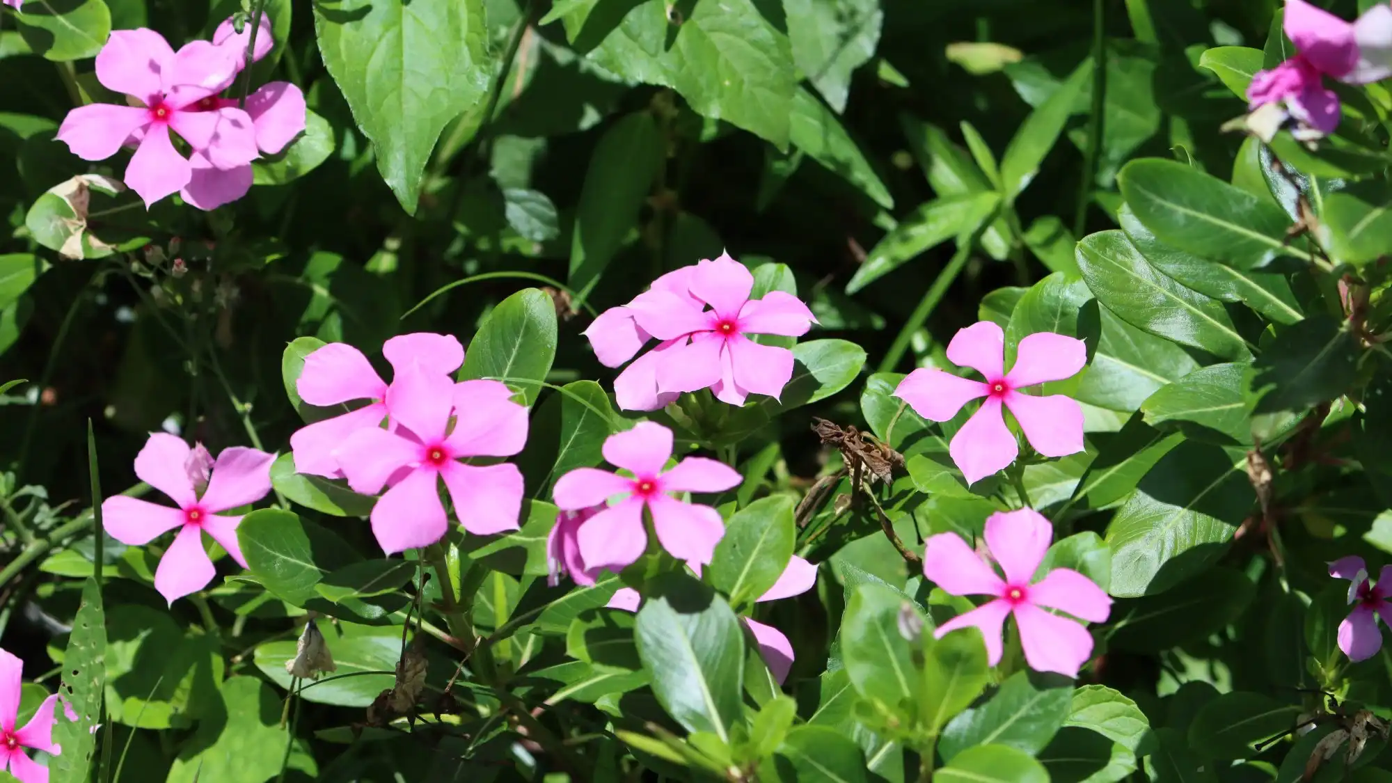 Catharanthus Roseus Extract Catharanthus Roseus Extract