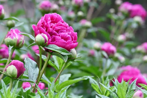 paeonia suffruticosa extract paeonia suffruticosa extract