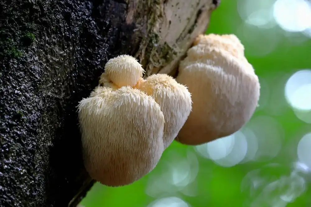 organic-hericium-erinaceus