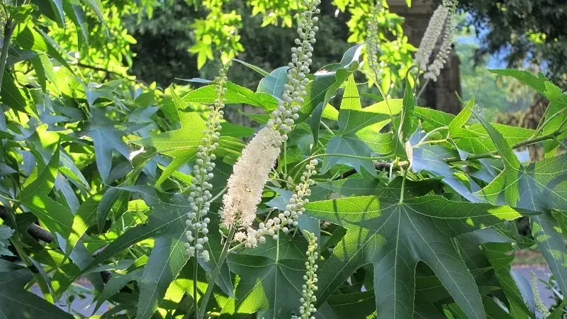 Rhizoma Cimicifugae Rhizoma Cimicifugae