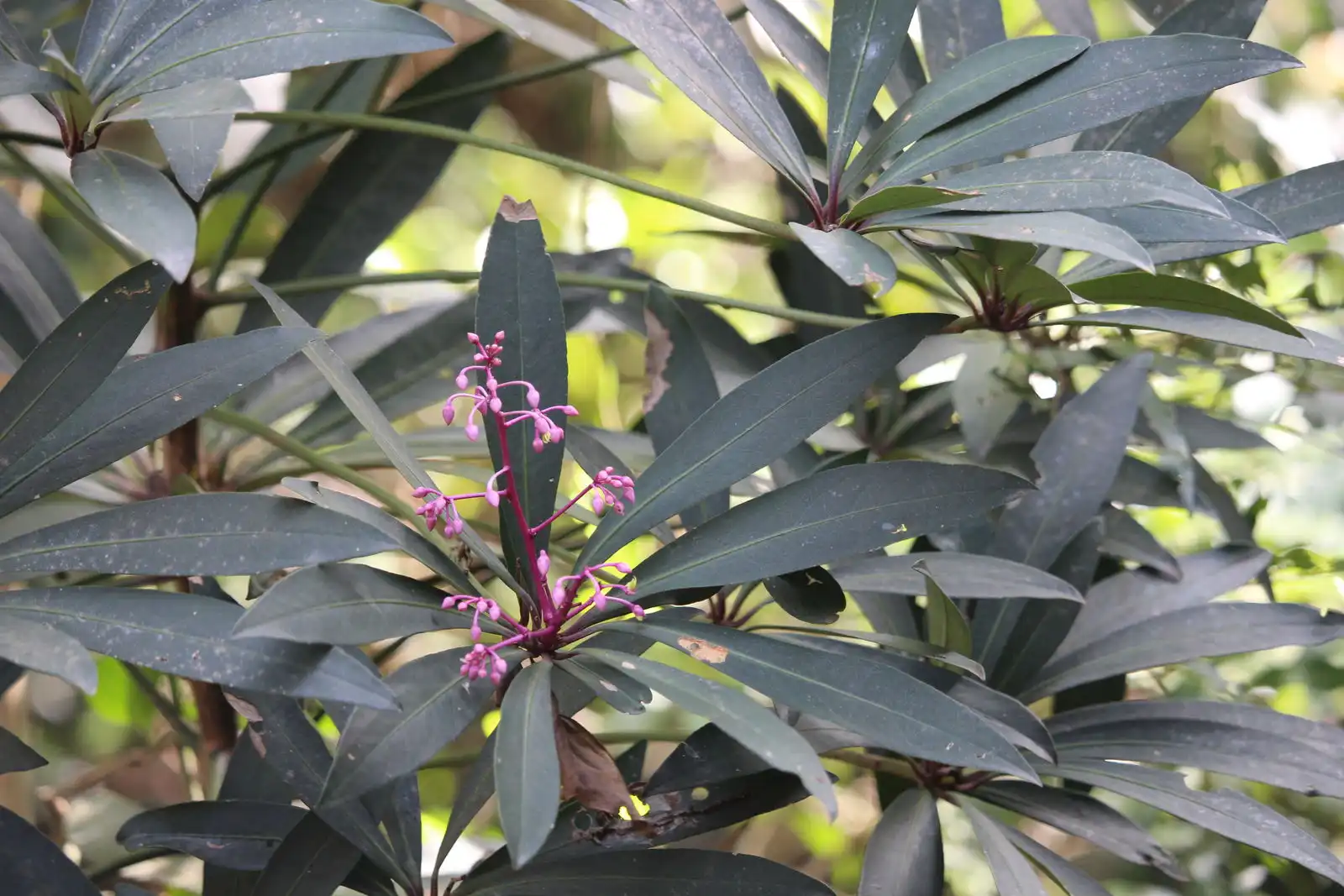 Ardisia species Ardisia species