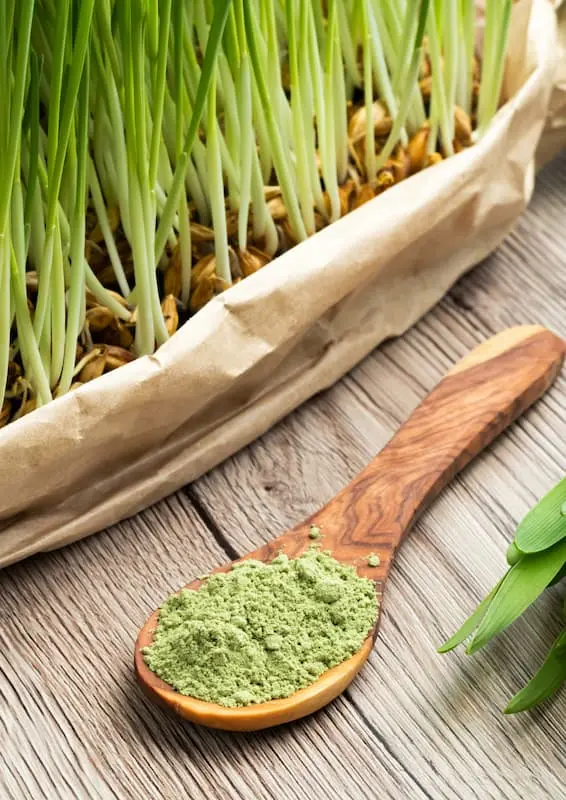 barley grass barley grass