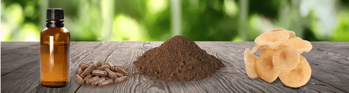 Polyporus extract powder Polyporus extract powder