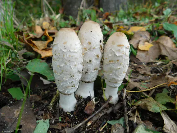 Organic Coprinus Comatus Powder Organic Coprinus Comatus Powder