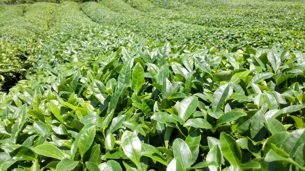 matcha green tea matcha green tea