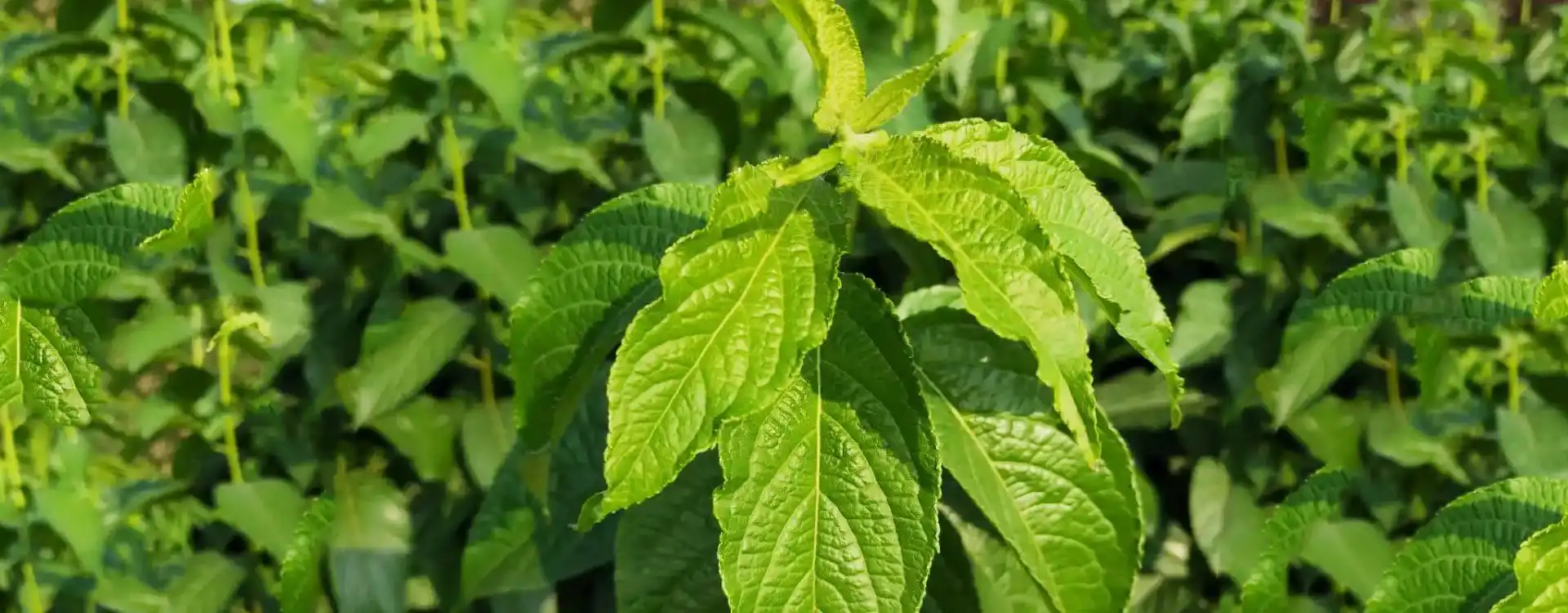 Eucommiae Extract  Eucommiae Extract