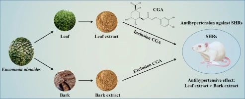 effects of Eucommia ulmoides leaf effects of Eucommia ulmoides leaf