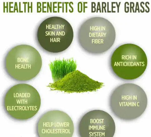 Barley Grass Benefits powder