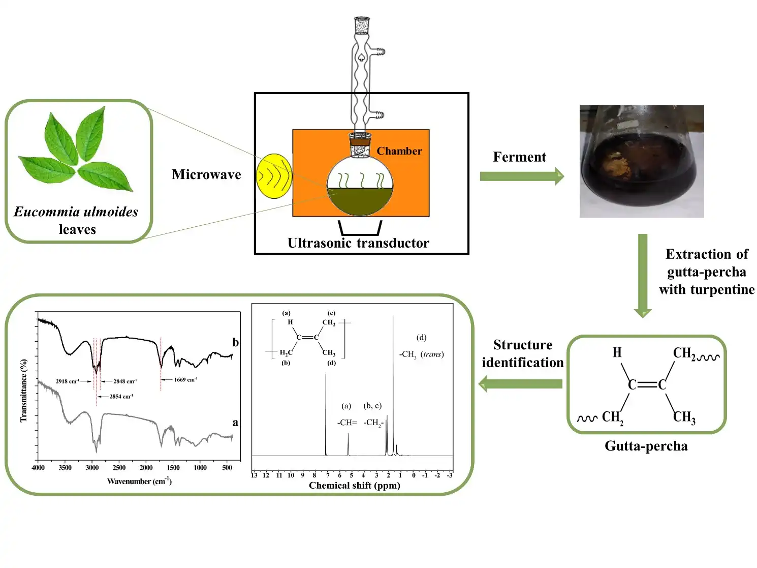 Eucommia Leaf Extract Eucommia Leaf Extract