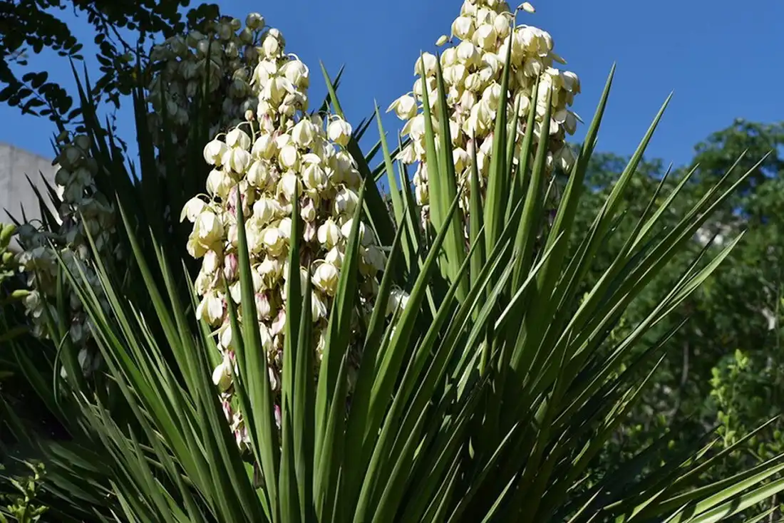 Yucca Yucca