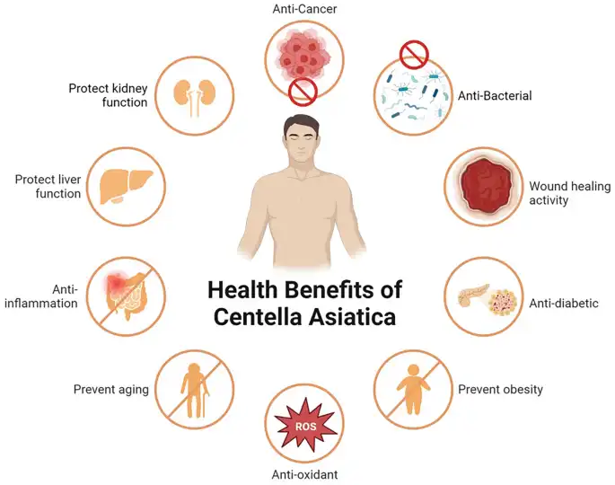 Centella Asiatica Extract benefits Centella Asiatica Extract benefits