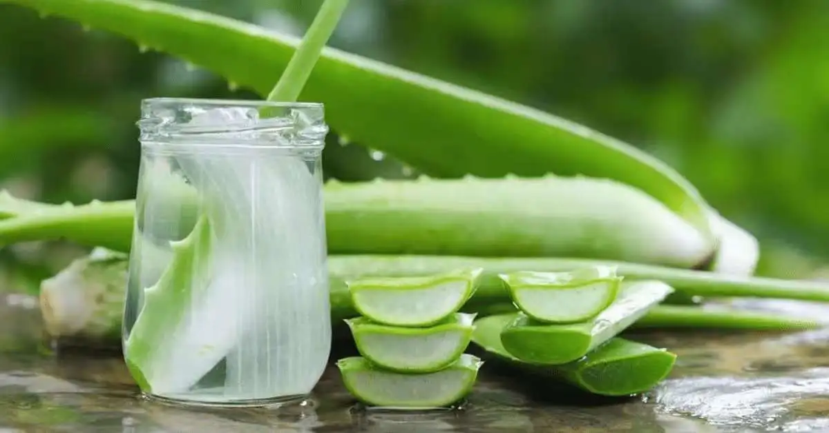 aloe vera