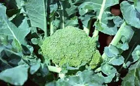 Sulforaphane