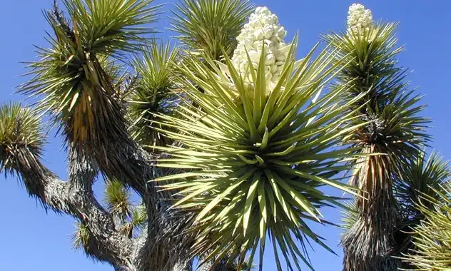 yucca yucca