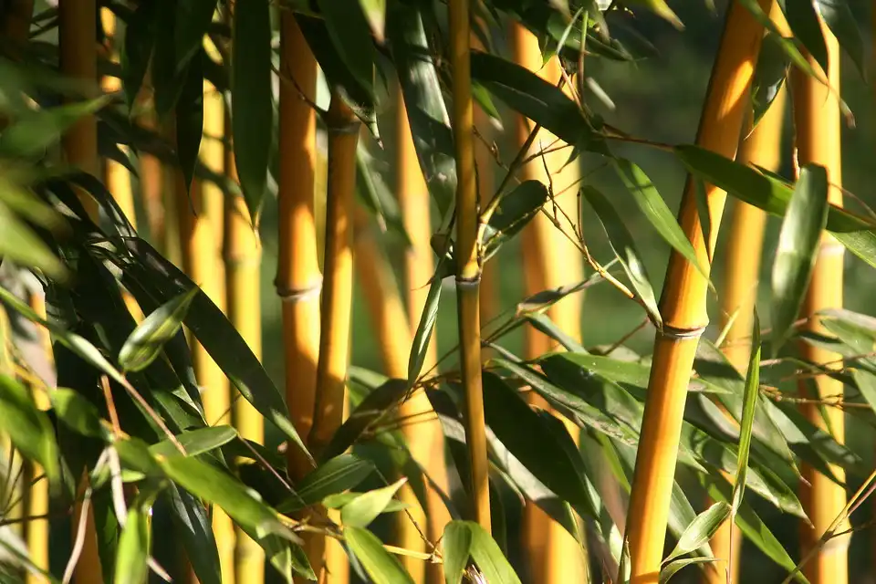 Bamboo Bamboo