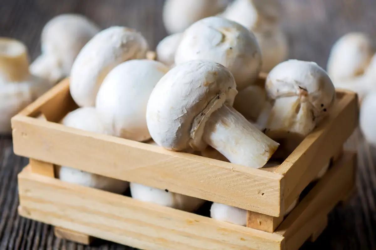 Organic Agaricus Bisporus