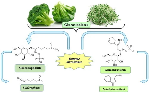 glucoraphanin glucoraphanin