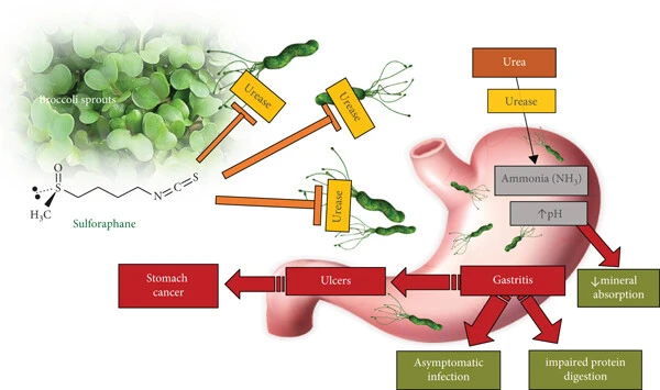 Sulforaphane Powder Sulforaphane Powder