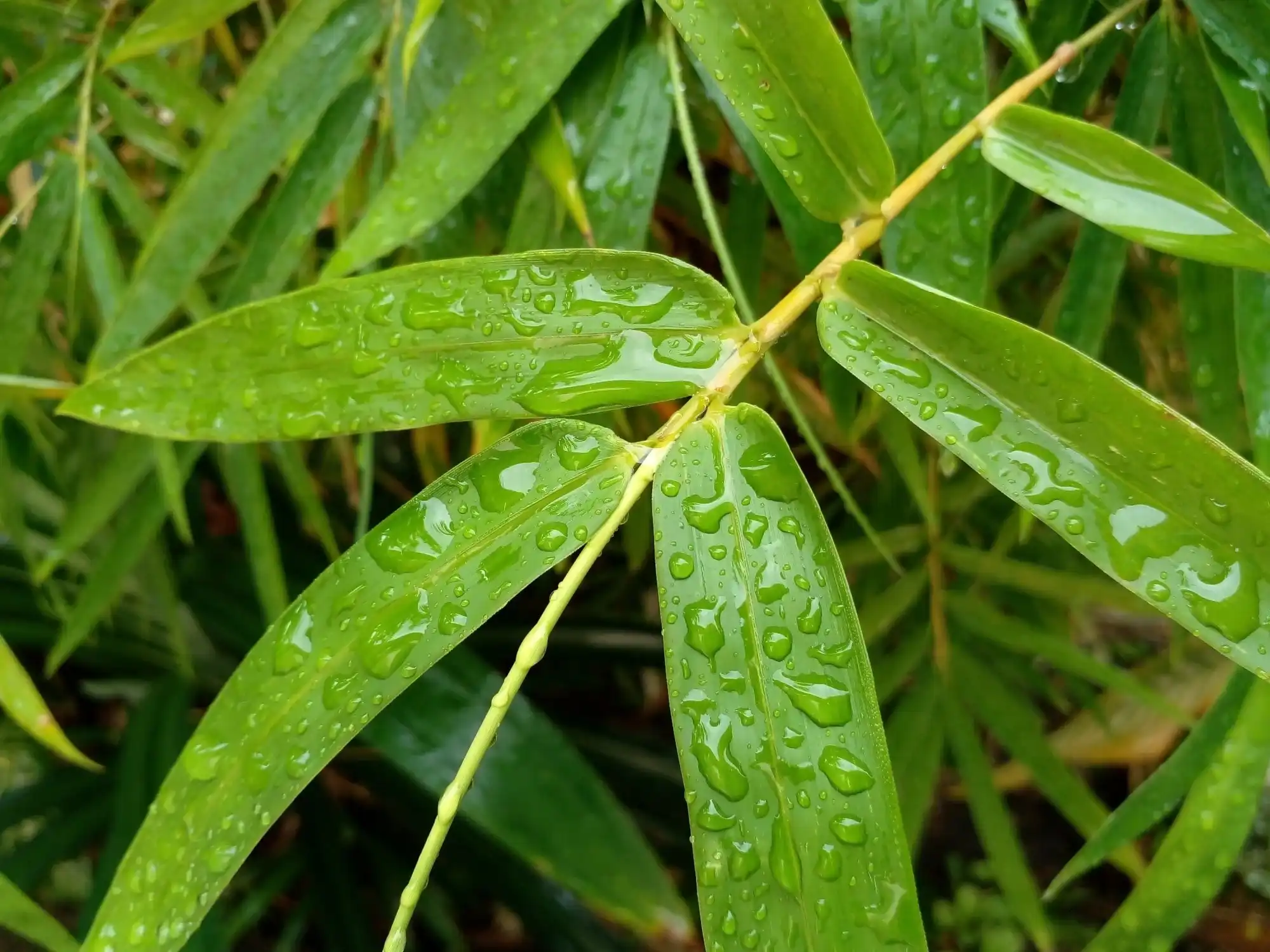 bamboo-leaf-extract