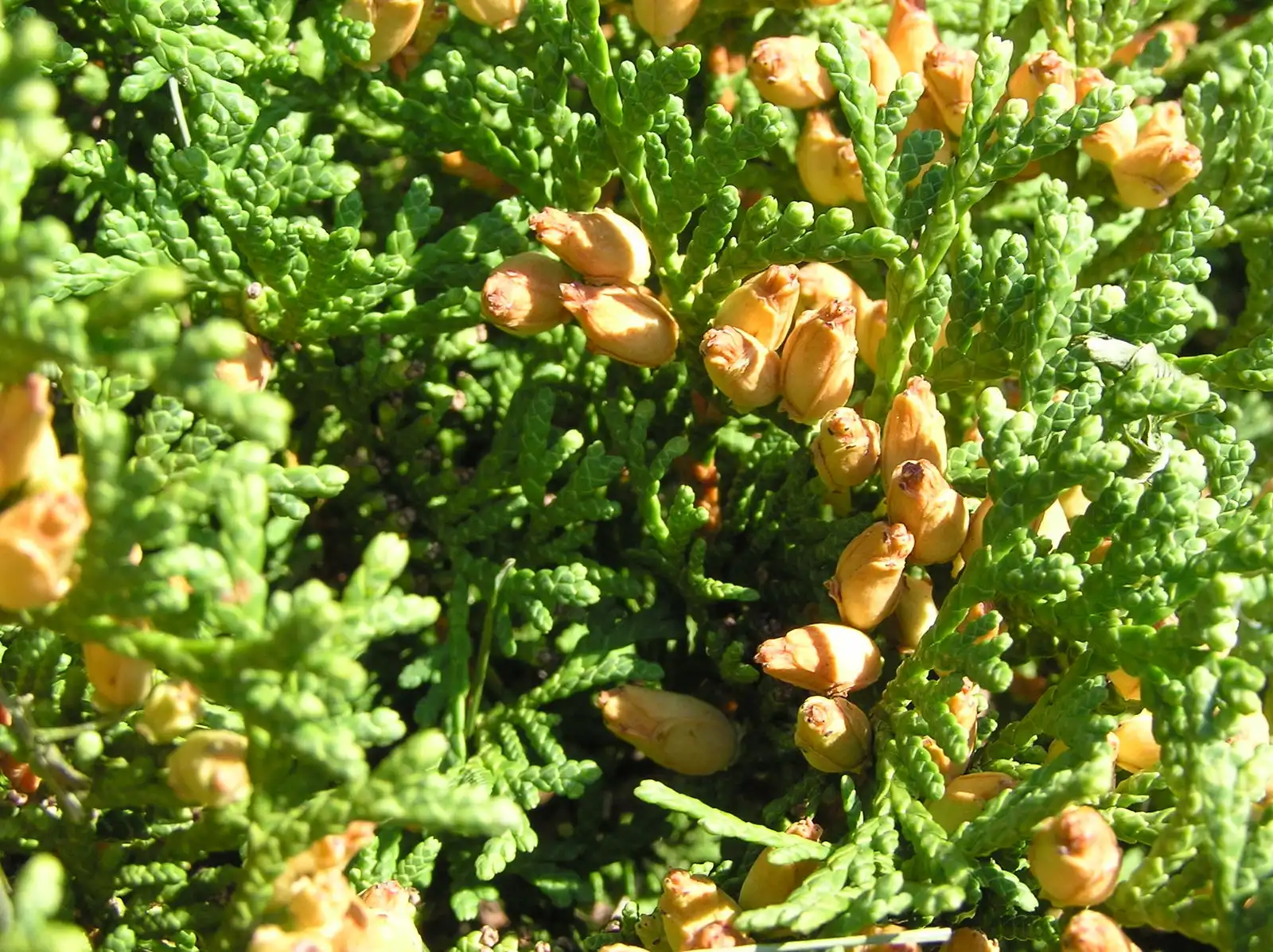 arborvitae-seed-extract