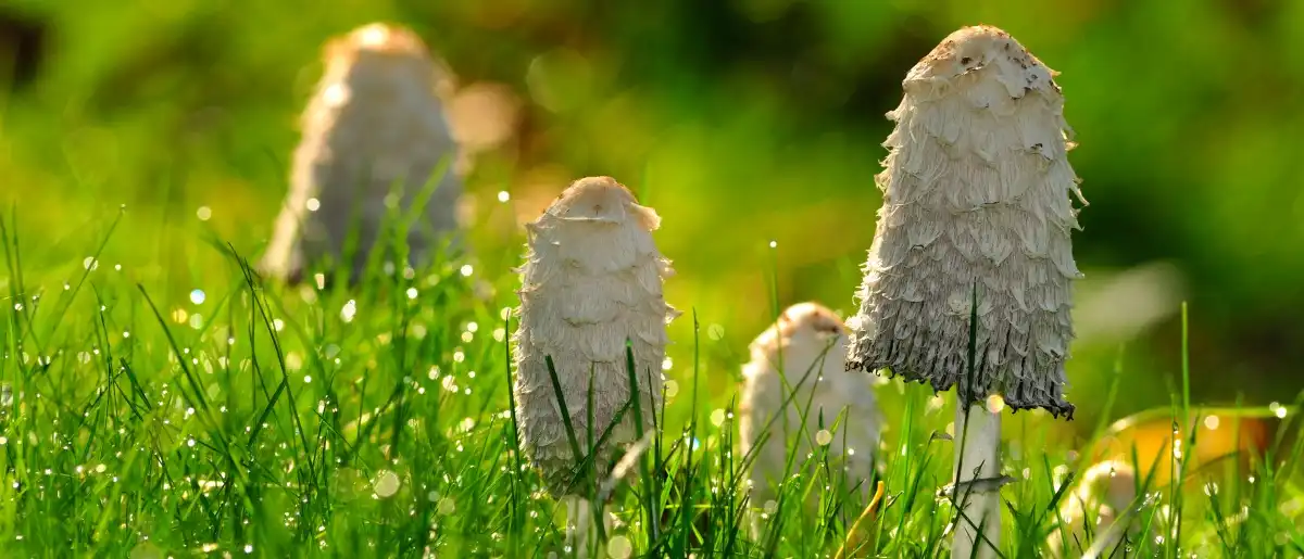 organic coprinus comatus powder