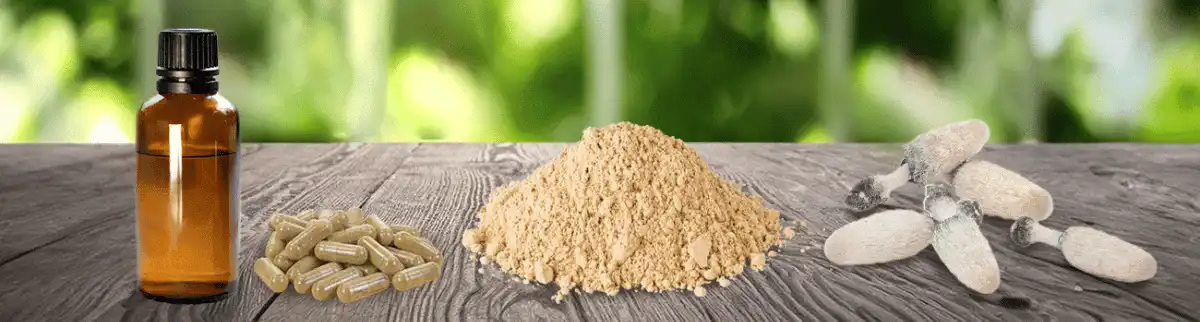 organic coprinus comatus powder