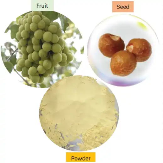 soapnut extratct powder