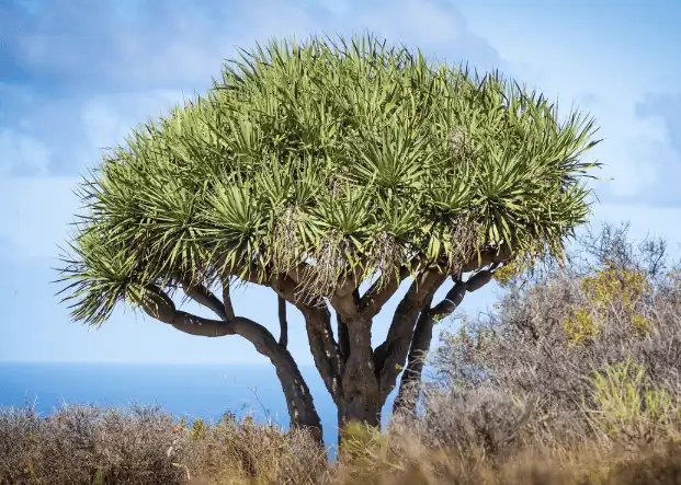 Dracaena-Extract 