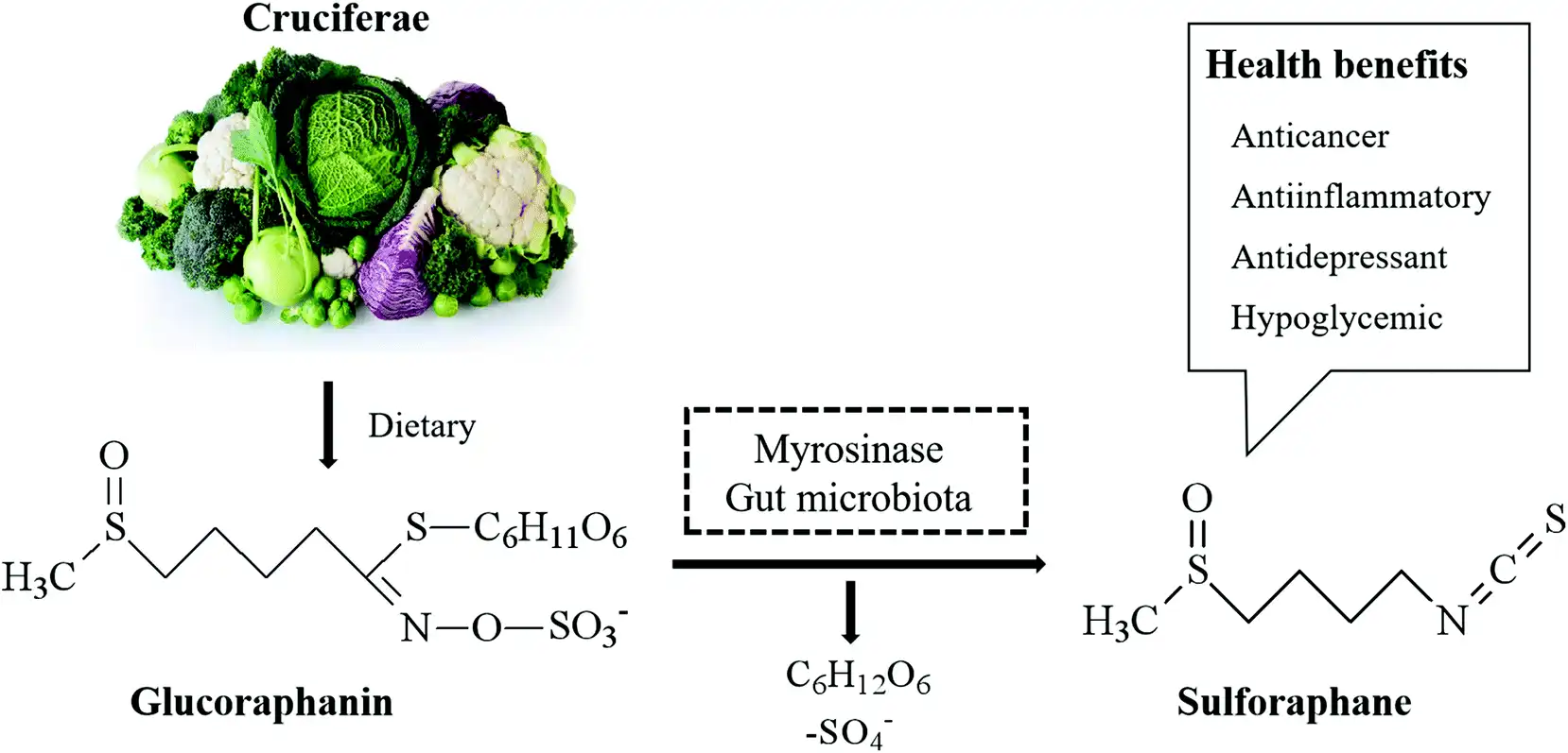glucoraphanin powder glucoraphanin powder