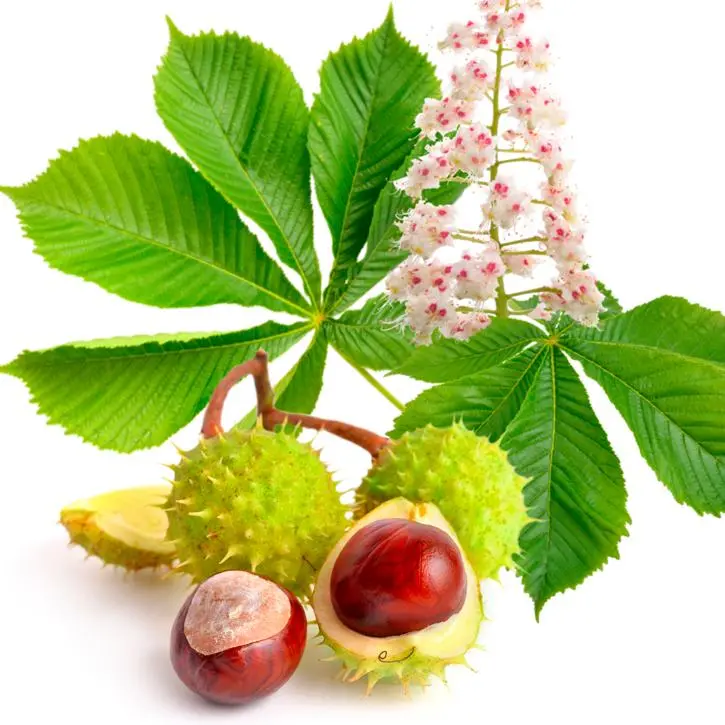 Aesculus-Hippocastanum-Extract